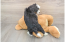 Best Mini Bernedoodle Baby