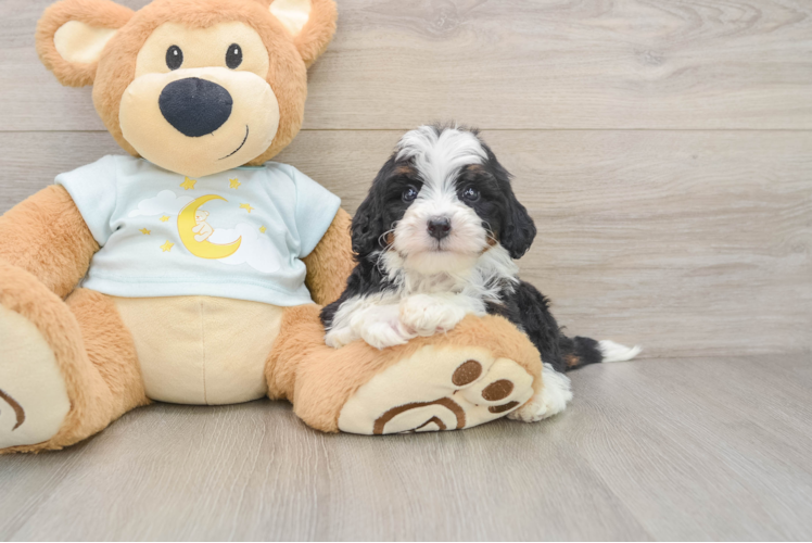 Playful Mini Bernadoodle Poodle Mix Puppy