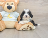 7 week old Mini Bernedoodle Puppy For Sale - Florida Fur Babies
