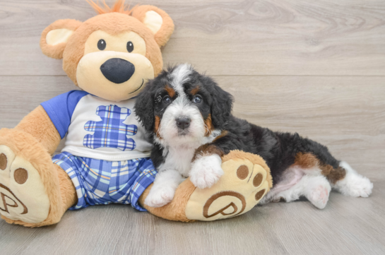 Mini Bernedoodle Pup Being Cute