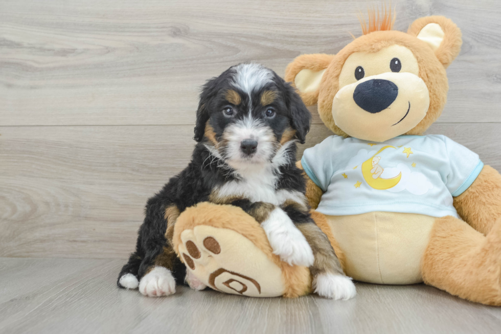 Sweet Mini Bernedoodle Baby