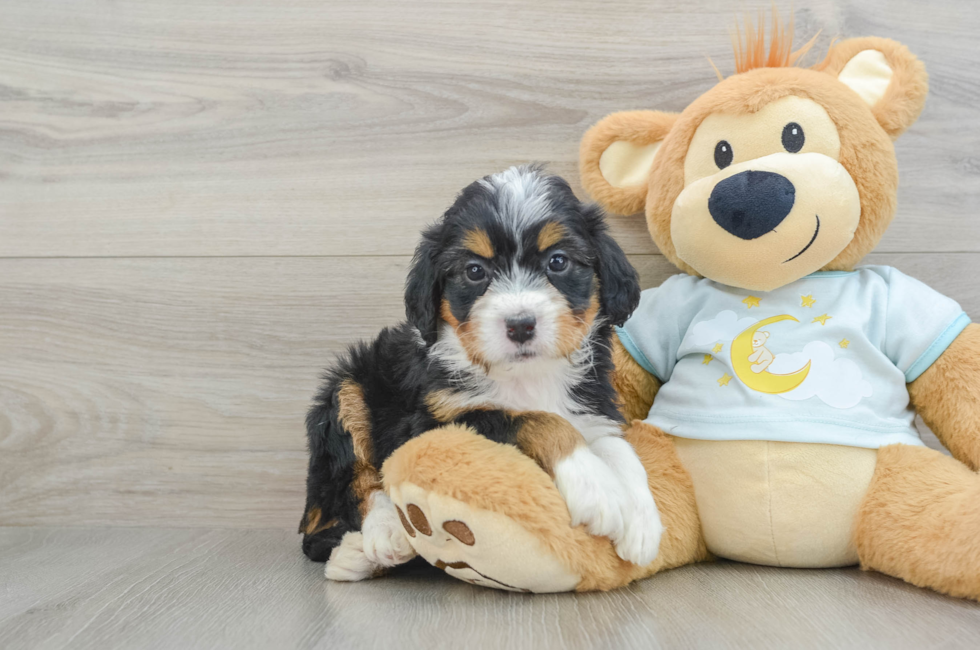 5 week old Mini Bernedoodle Puppy For Sale - Florida Fur Babies