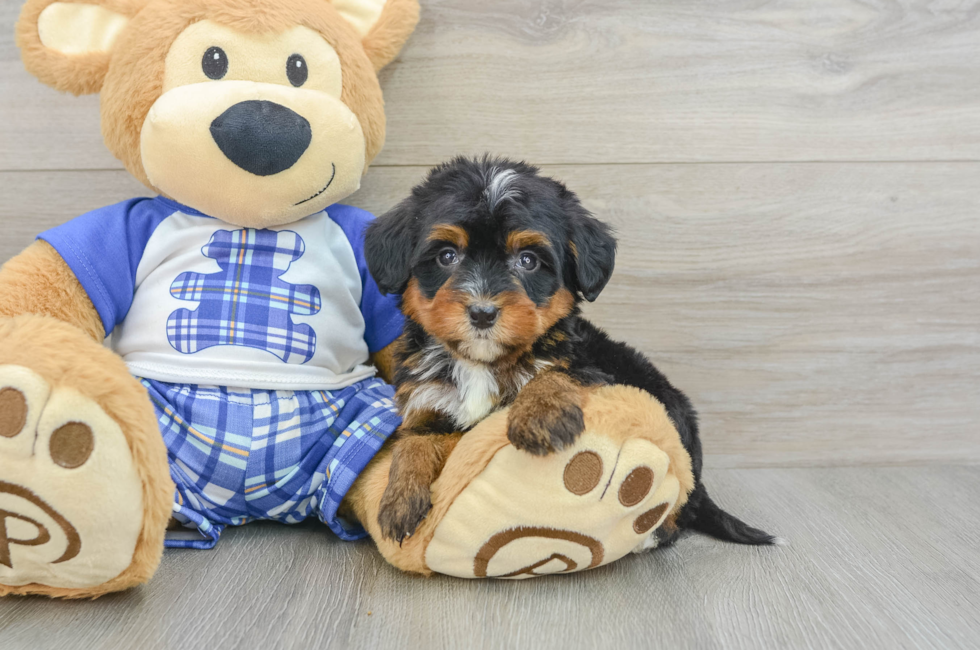 6 week old Mini Bernedoodle Puppy For Sale - Florida Fur Babies