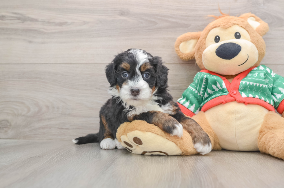 5 week old Mini Bernedoodle Puppy For Sale - Florida Fur Babies