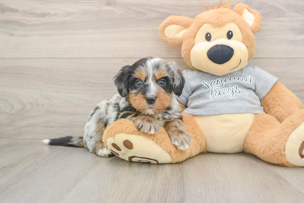Mini Bernedoodle Pup Being Cute