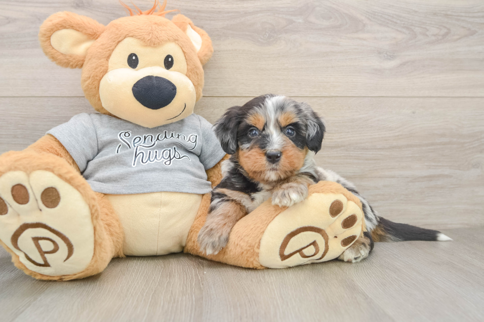 Small Mini Bernedoodle Baby