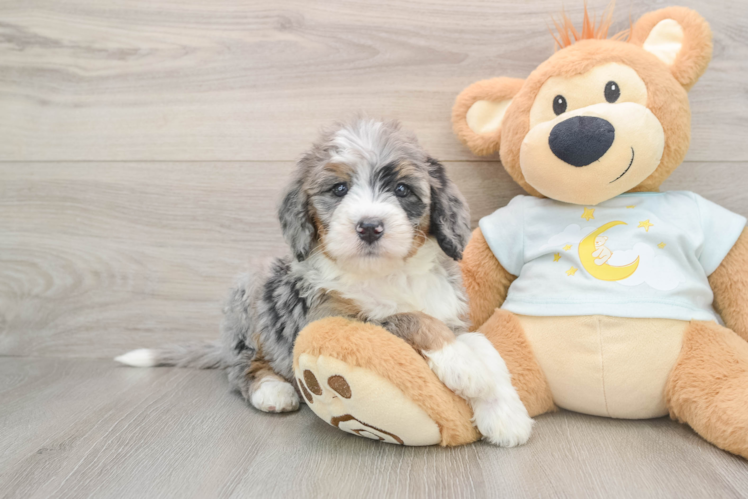 Best Mini Bernedoodle Baby