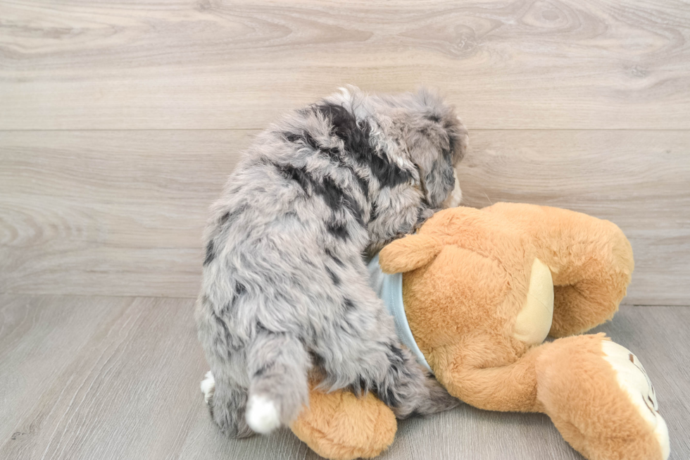 Mini Bernedoodle Puppy for Adoption