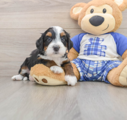 7 week old Mini Bernedoodle Puppy For Sale - Florida Fur Babies
