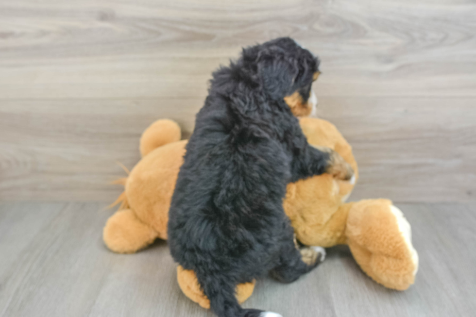 Little Mini Bernepoo Poodle Mix Puppy