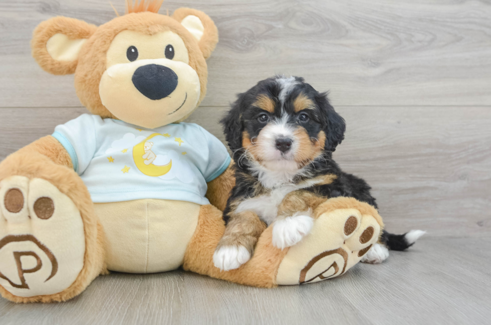 5 week old Mini Bernedoodle Puppy For Sale - Florida Fur Babies