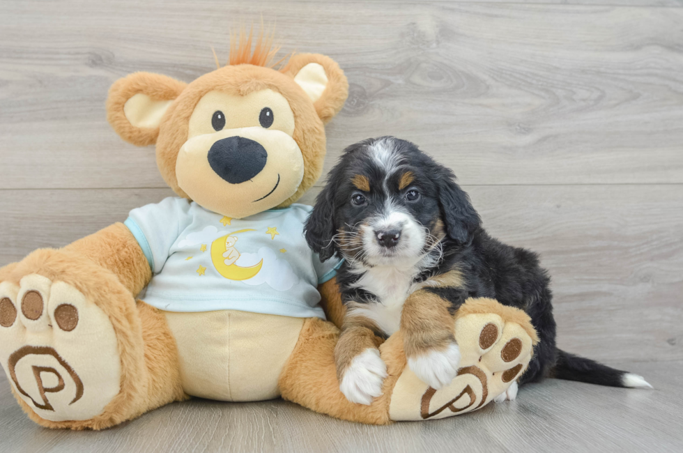 5 week old Mini Bernedoodle Puppy For Sale - Florida Fur Babies