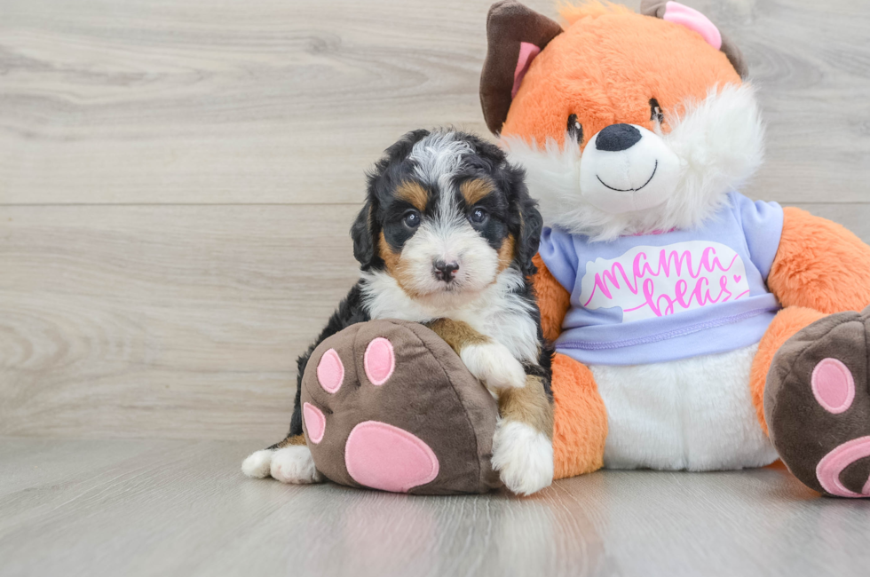 6 week old Mini Bernedoodle Puppy For Sale - Florida Fur Babies