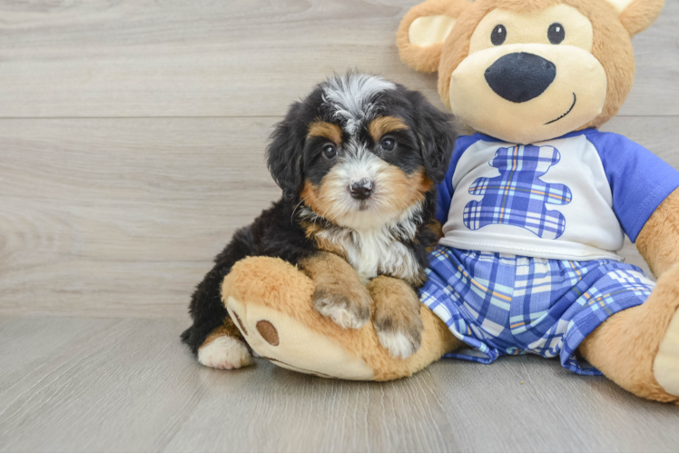 Funny Mini Bernedoodle Poodle Mix Pup