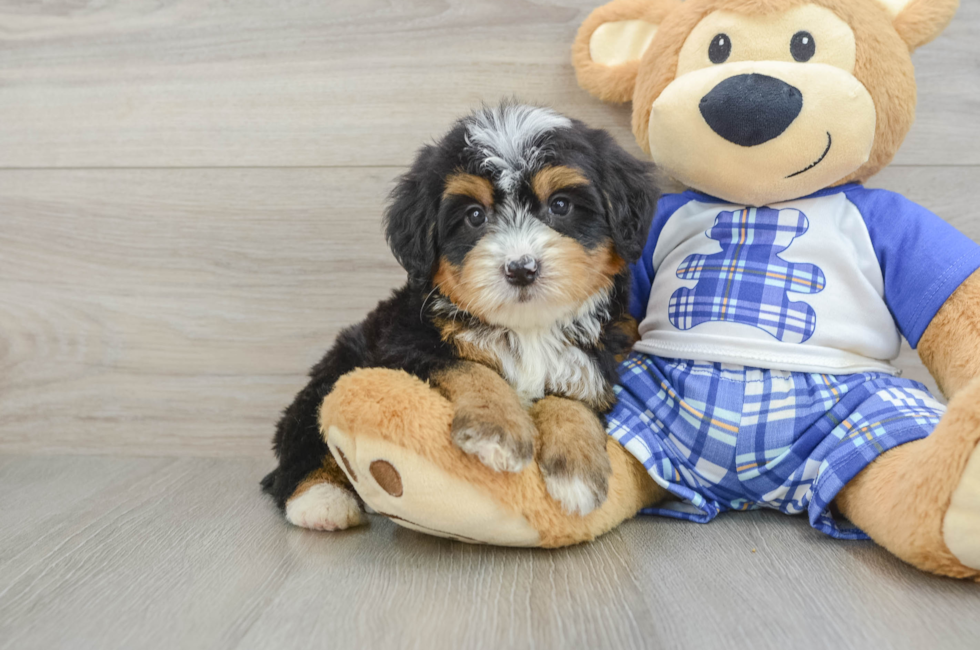 6 week old Mini Bernedoodle Puppy For Sale - Florida Fur Babies