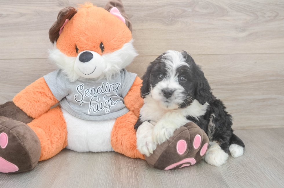 6 week old Mini Bernedoodle Puppy For Sale - Florida Fur Babies