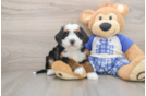 Best Mini Bernedoodle Baby