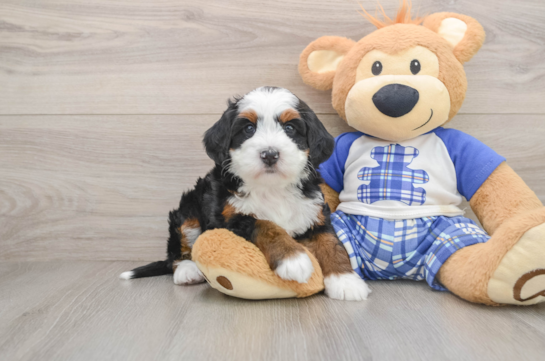 Best Mini Bernedoodle Baby