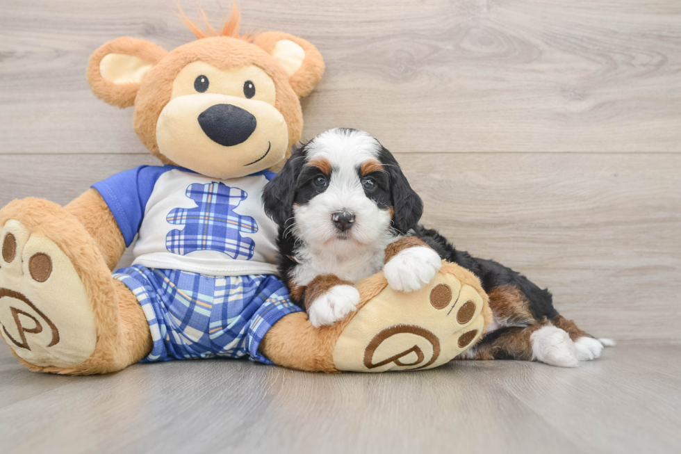 Playful Bernese Doodle Poodle Mix Puppy