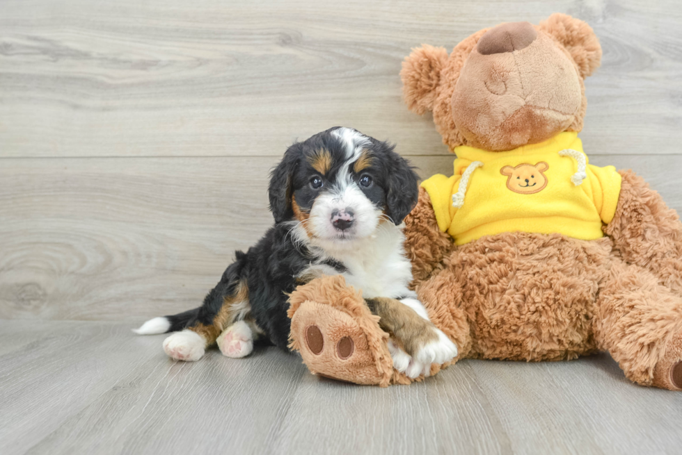 Popular Mini Bernedoodle Poodle Mix Pup