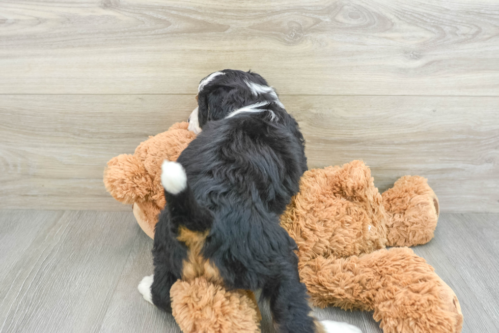 Mini Bernedoodle Pup Being Cute