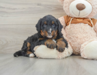 7 week old Mini Bernedoodle Puppy For Sale - Florida Fur Babies