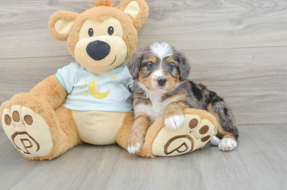 5 week old Mini Bernedoodle Puppy For Sale - Florida Fur Babies