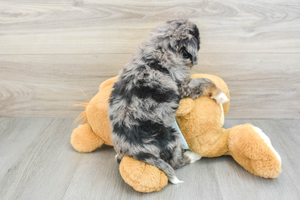 Petite Mini Bernedoodle Poodle Mix Pup