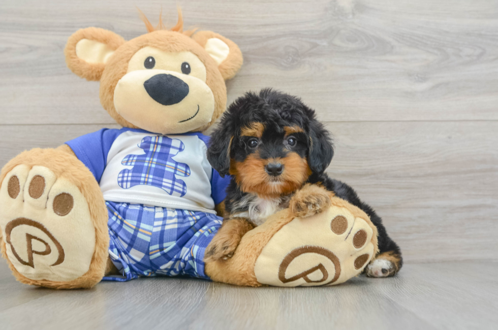 6 week old Mini Bernedoodle Puppy For Sale - Florida Fur Babies