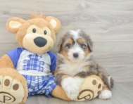 7 week old Mini Bernedoodle Puppy For Sale - Florida Fur Babies