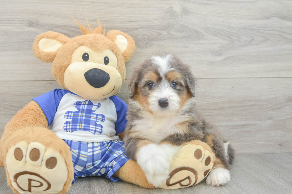 5 week old Mini Bernedoodle Puppy For Sale - Florida Fur Babies