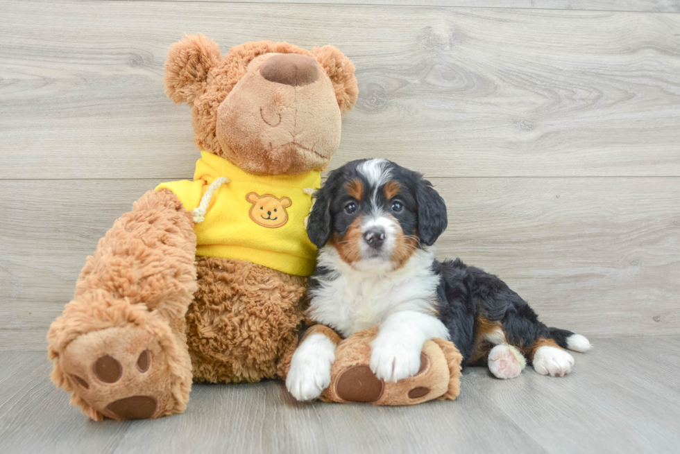 Mini Bernedoodle Puppy for Adoption