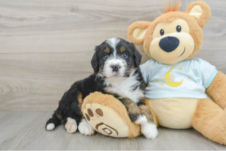 Best Mini Bernedoodle Baby