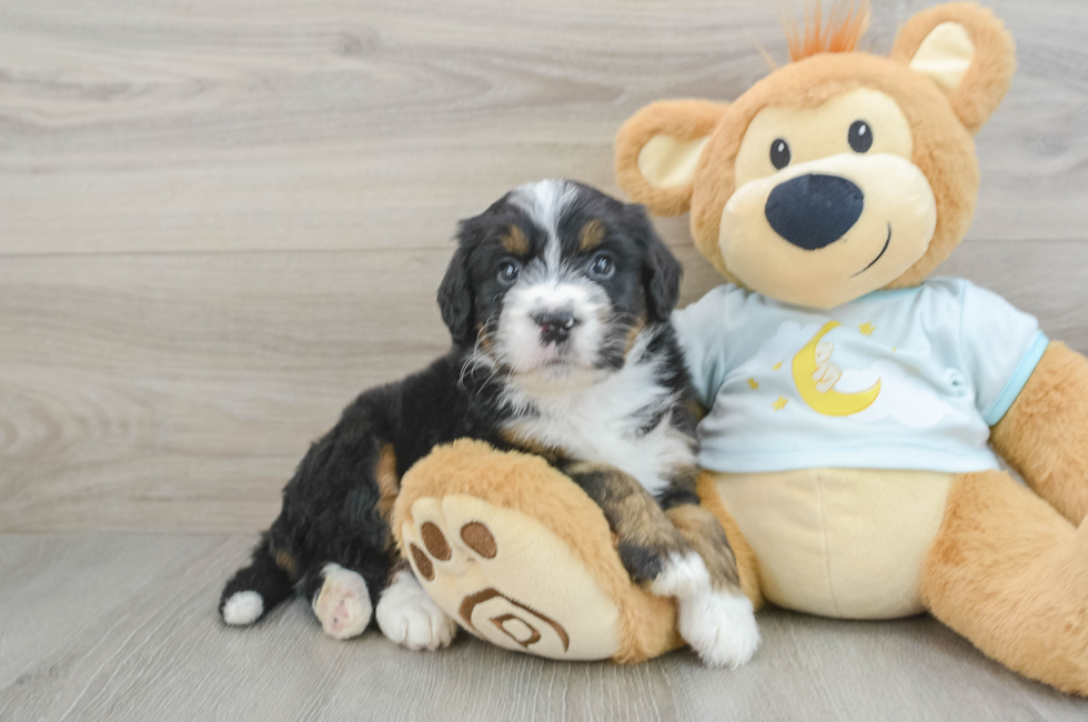 5 week old Mini Bernedoodle Puppy For Sale - Florida Fur Babies