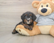 7 week old Mini Bernedoodle Puppy For Sale - Florida Fur Babies