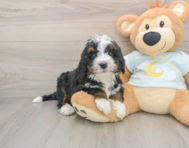 7 week old Mini Bernedoodle Puppy For Sale - Florida Fur Babies