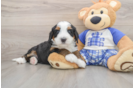 Smart Mini Bernedoodle Poodle Mix Pup