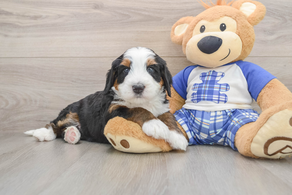 Smart Mini Bernedoodle Poodle Mix Pup