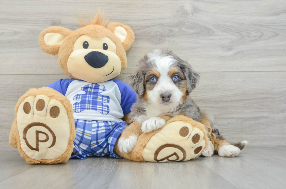 5 week old Mini Bernedoodle Puppy For Sale - Florida Fur Babies