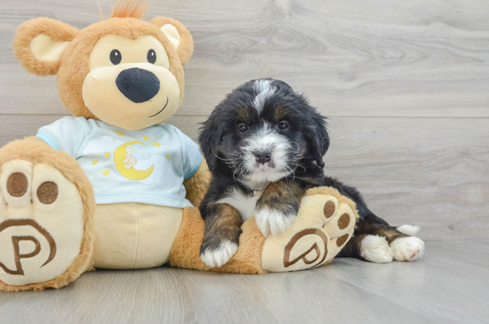 5 week old Mini Bernedoodle Puppy For Sale - Florida Fur Babies