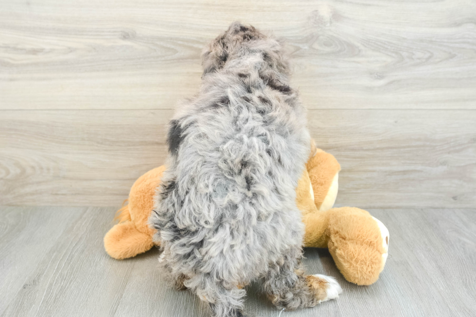 Popular Mini Bernedoodle Poodle Mix Pup