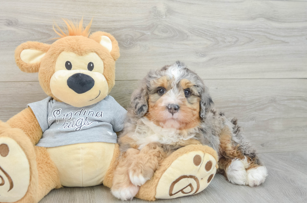 5 week old Mini Bernedoodle Puppy For Sale - Florida Fur Babies