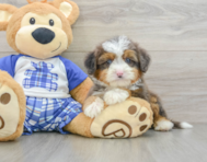8 week old Mini Bernedoodle Puppy For Sale - Florida Fur Babies