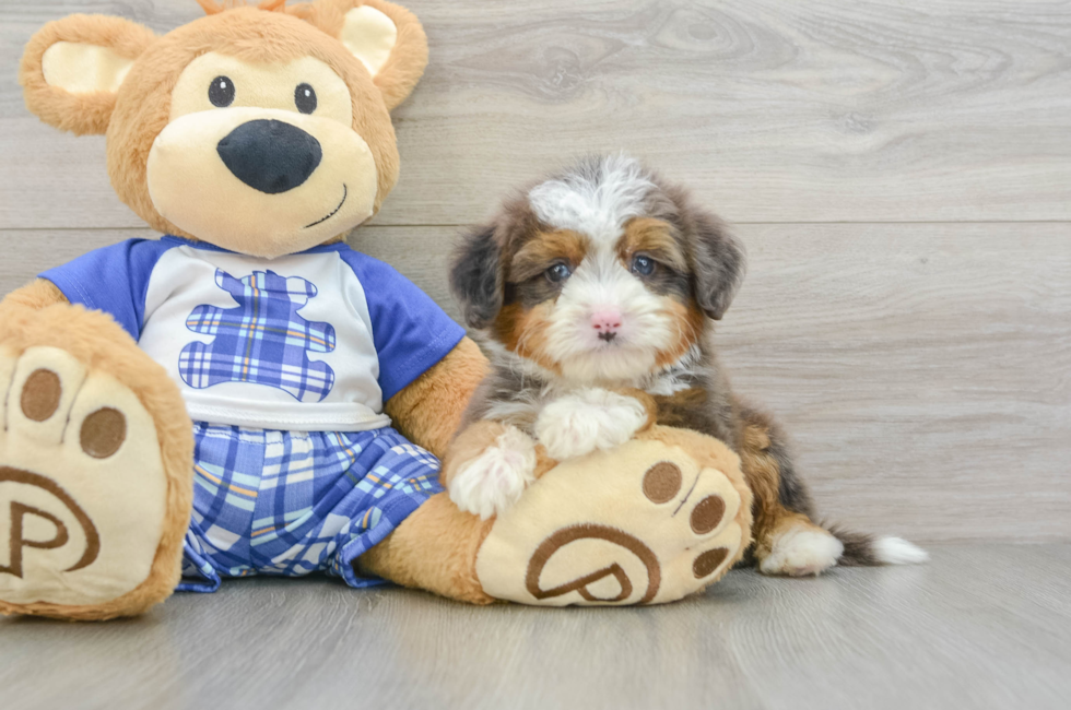 6 week old Mini Bernedoodle Puppy For Sale - Florida Fur Babies