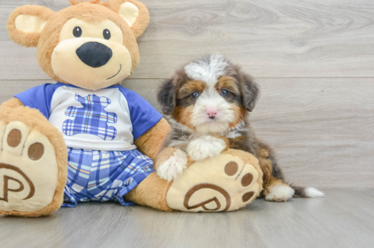 Funny Mini Bernedoodle Poodle Mix Pup
