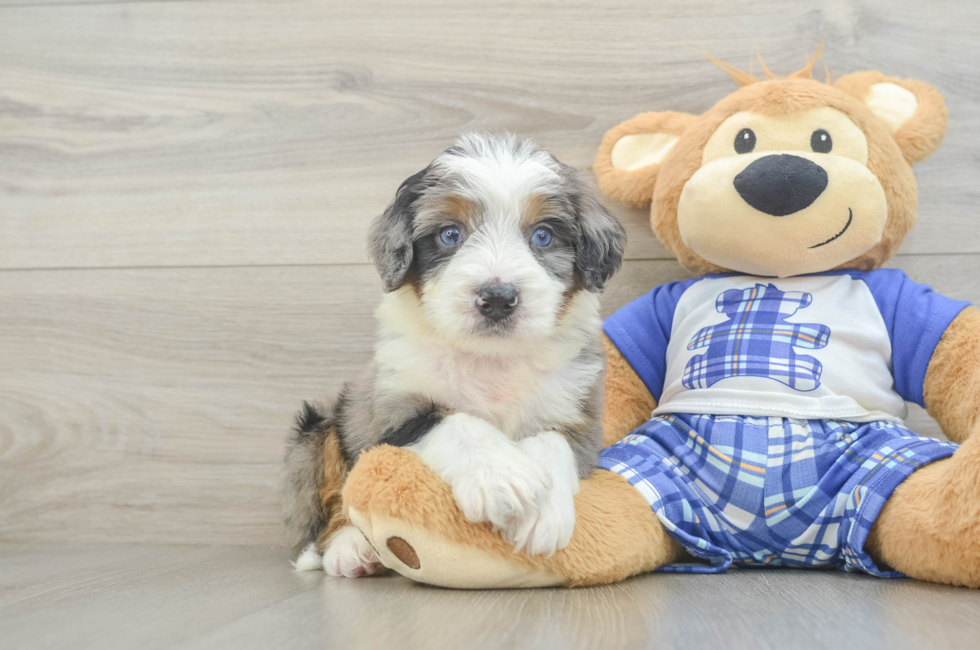 5 week old Mini Bernedoodle Puppy For Sale - Florida Fur Babies