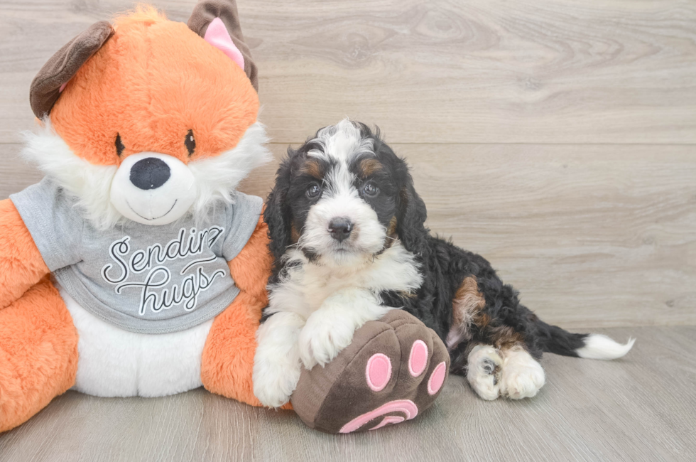 6 week old Mini Bernedoodle Puppy For Sale - Florida Fur Babies