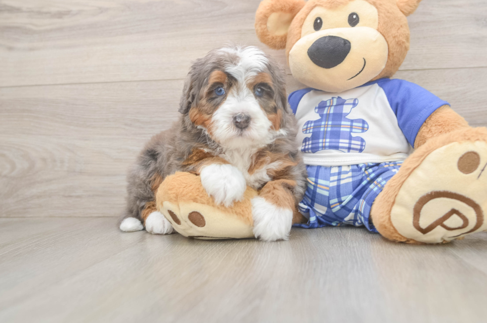 5 week old Mini Bernedoodle Puppy For Sale - Florida Fur Babies