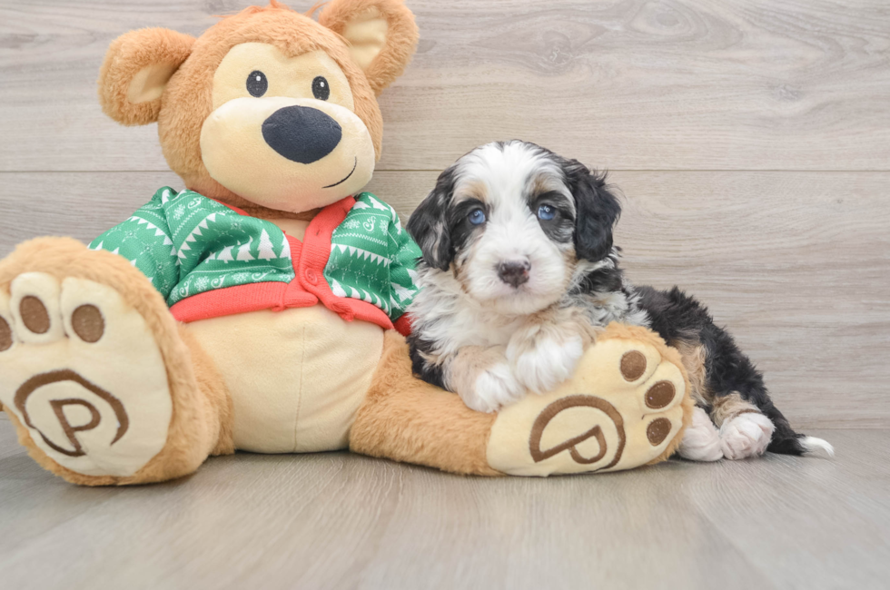 5 week old Mini Bernedoodle Puppy For Sale - Florida Fur Babies