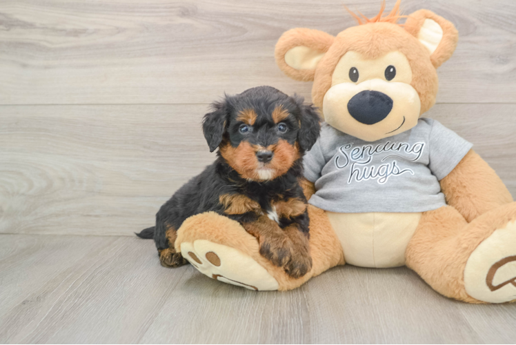 Best Mini Bernedoodle Baby
